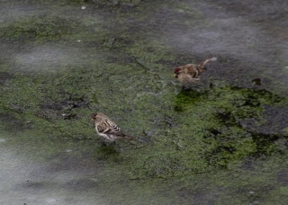 5F01C8V5FDs.jpg 5F01C8V5FDs.jpg