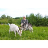 Козлята_2.jpg Козлята_2.jpg