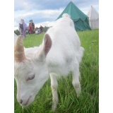 Козлята_4.jpg Козлята_4.jpg