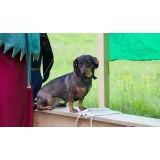 Псы_4.jpg Псы_4.jpg