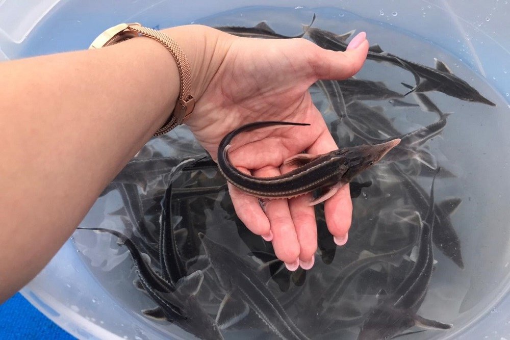 Стерлядь.jpg Стерлядь.jpg