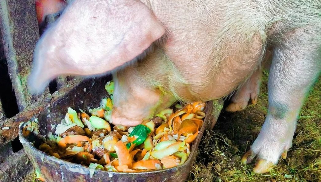 Свиньи.jpg Свиньи.jpg