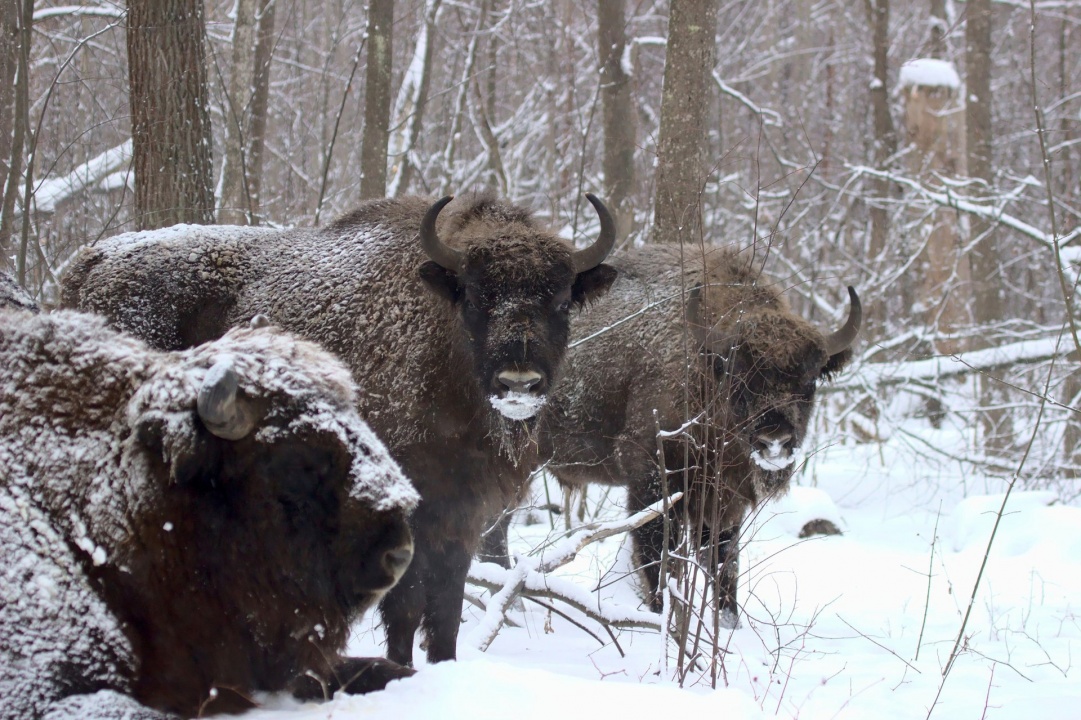 Зубры.jpg Зубры.jpg