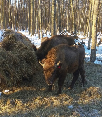 Зубры-1.jpg Зубры-1.jpg