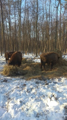 Зубры-2.jpg Зубры-2.jpg