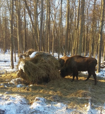 Зубры-3.jpg Зубры-3.jpg