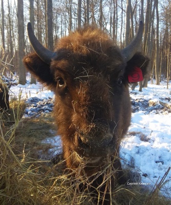 Зубры-4.jpg Зубры-4.jpg