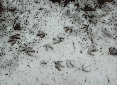 Весна-05.jpg Весна-05.jpg