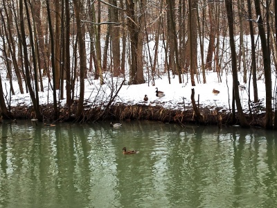 Весна-08.jpg Весна-08.jpg