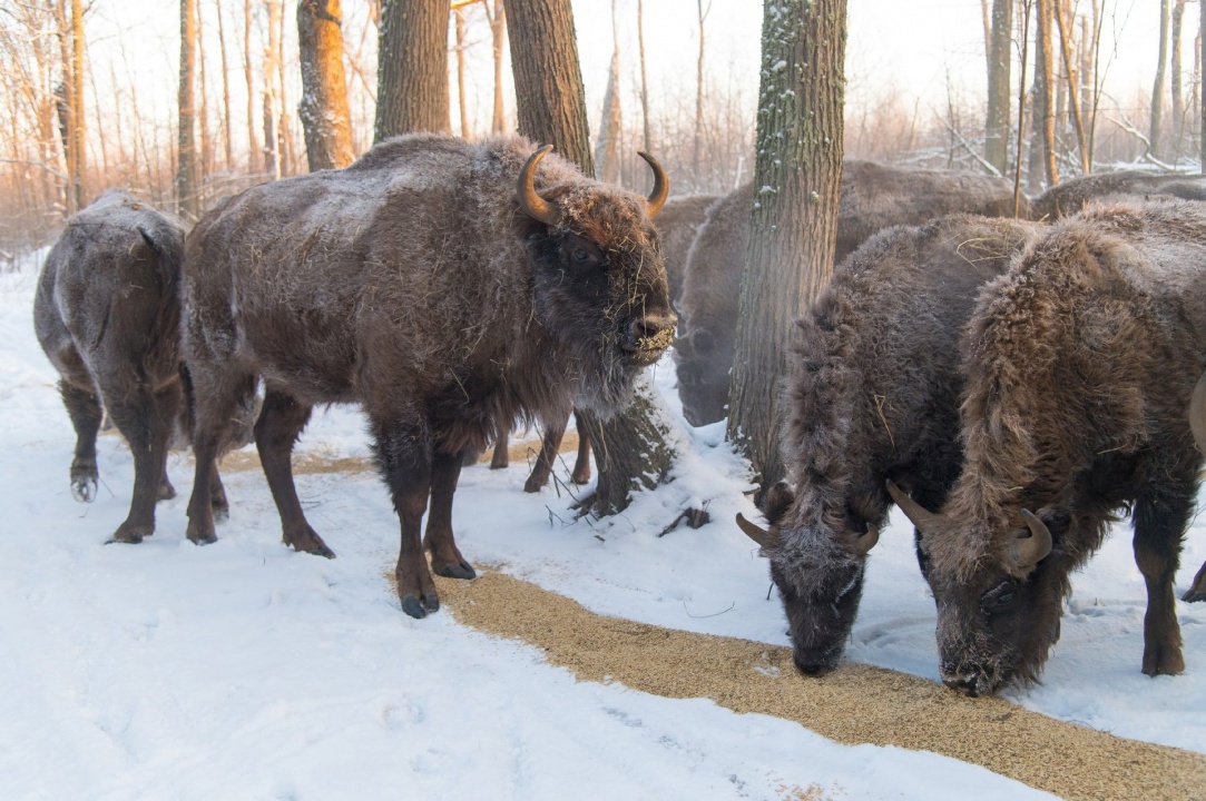 Зубры-1.jpg Зубры-1.jpg