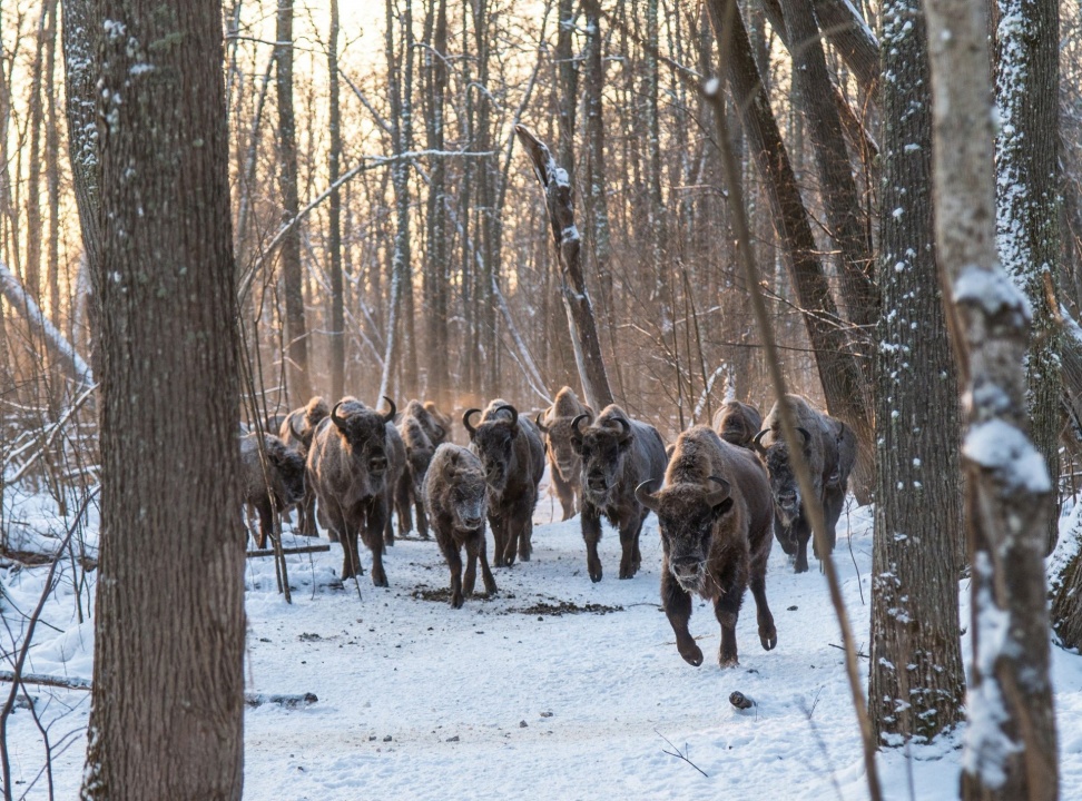 Зубры-2.jpg Зубры-2.jpg