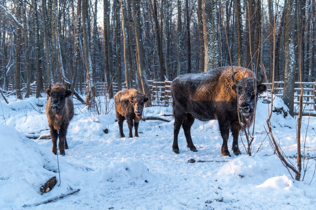 Зубры-3.jpg Зубры-3.jpg