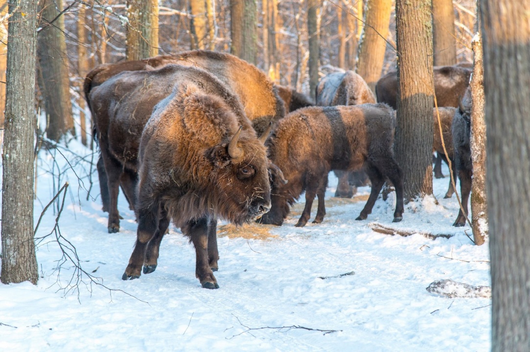 Зубры-4.jpg Зубры-4.jpg