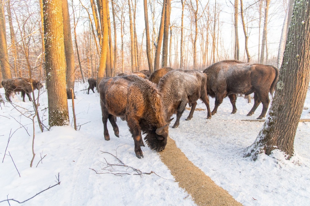 Зубры-7.jpg Зубры-7.jpg