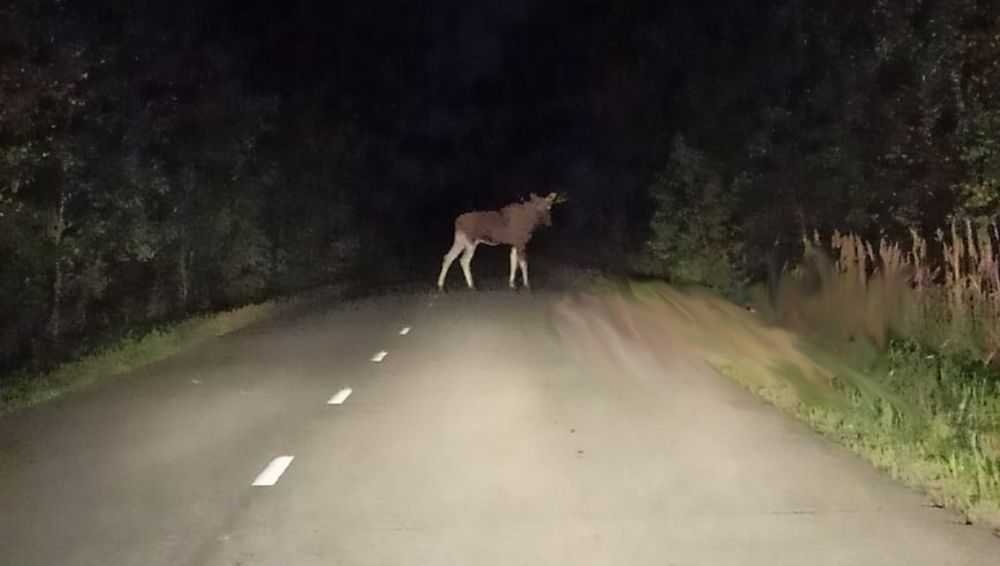 Лось.jpg Лось.jpg