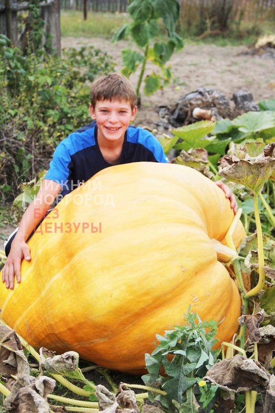 Тыква.jpg Тыква.jpg