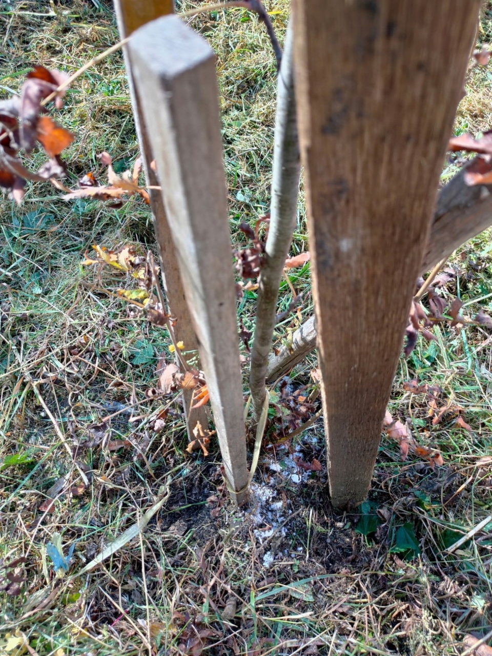 Соль-3.jpg Соль-3.jpg