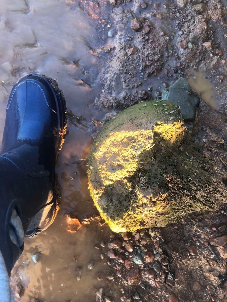 Кости-4.jpg Кости-4.jpg