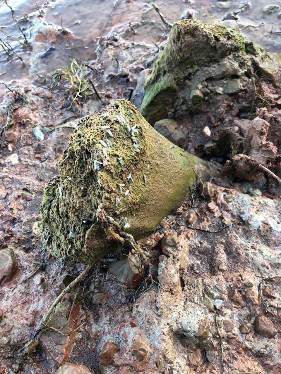 Кости-5.jpg Кости-5.jpg