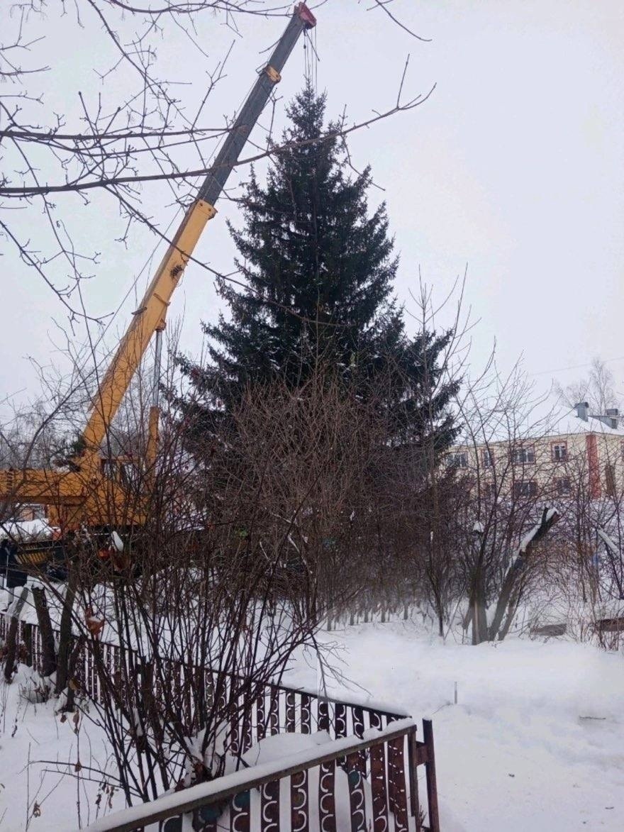 Ель-1.jpg Ель-1.jpg