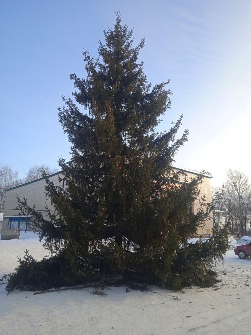 Ель-3.jpg Ель-3.jpg