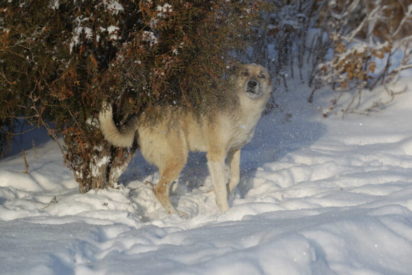 Собака.jpg Собака.jpg