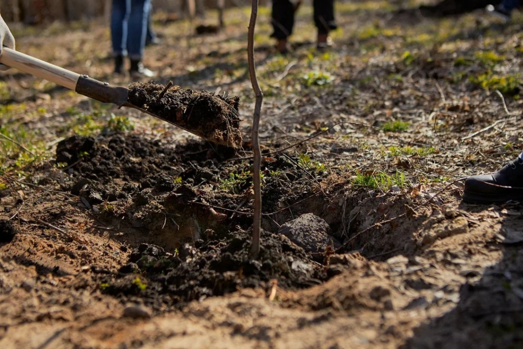 Озеленение.jpg Озеленение.jpg