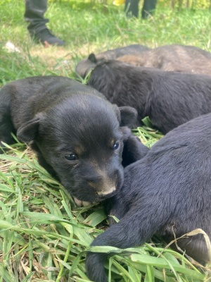 Щенки-2.jpg Щенки-2.jpg