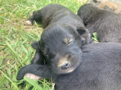 Щенки-3.jpg Щенки-3.jpg