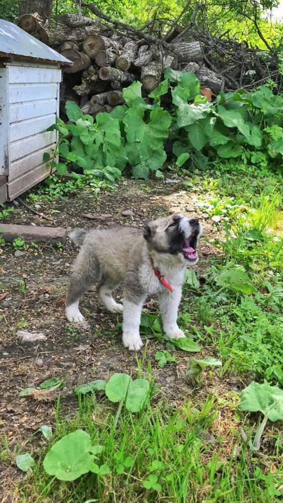 Алабай.jpg Алабай.jpg