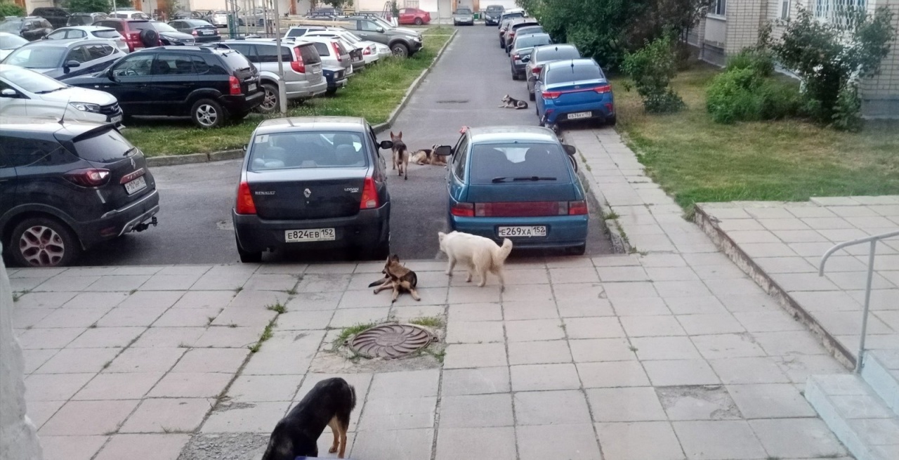 Собаки.jpg Собаки.jpg