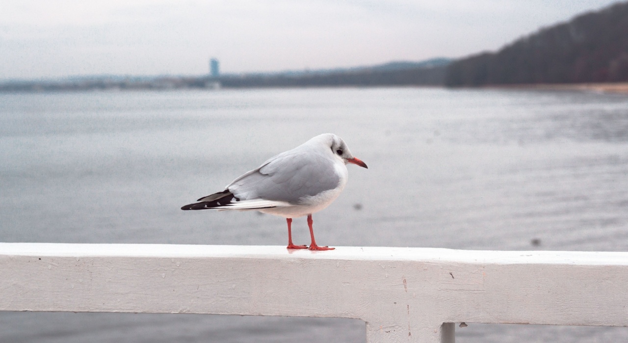 Чайка.jpg Чайка.jpg