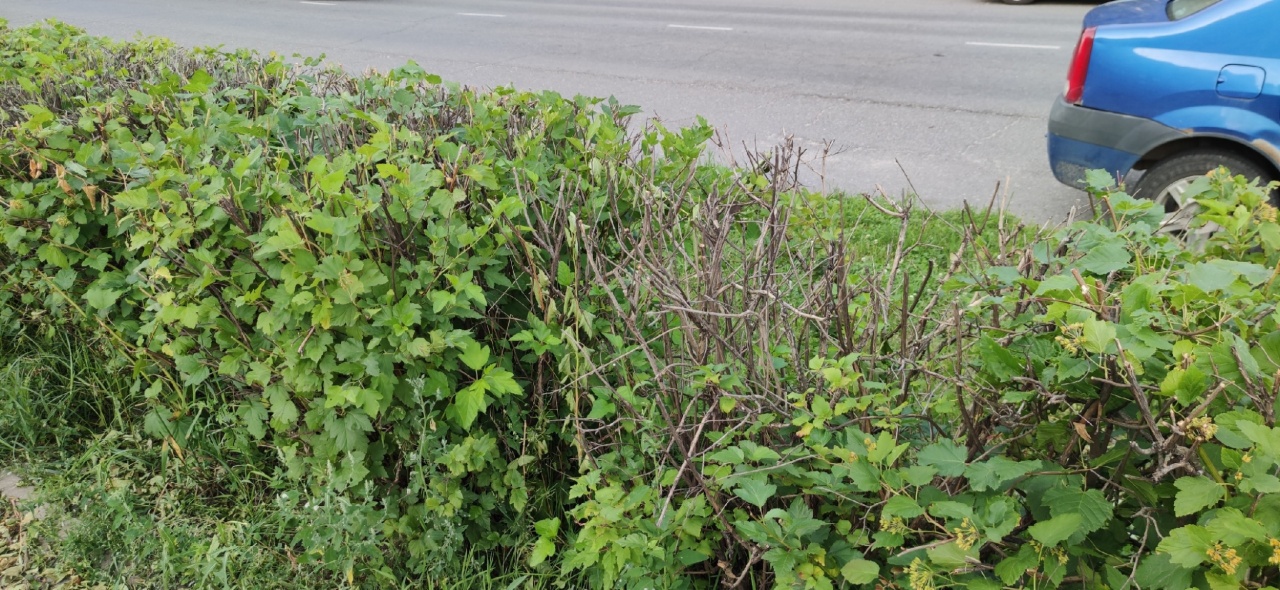 Кусты-2.jpg Кусты-2.jpg