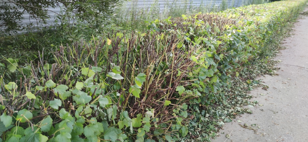 Кусты-5.jpg Кусты-5.jpg