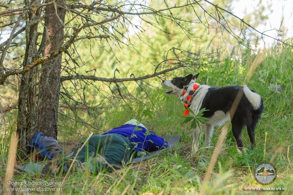 Собака-3.jpg Собака-3.jpg