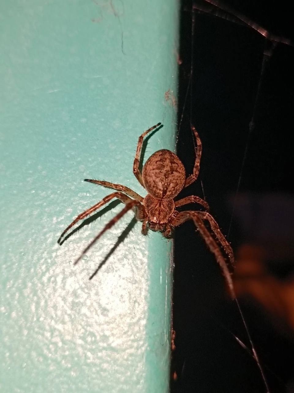 Пауки-2.jpg