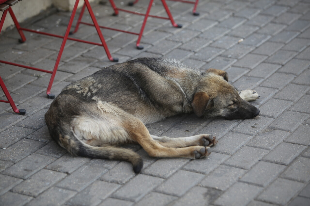 Собака.jpg Собака.jpg