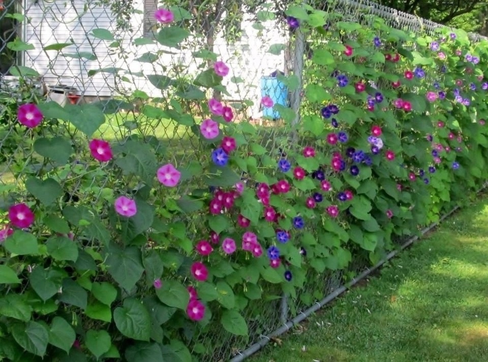 Вьюнки.jpg Вьюнки.jpg