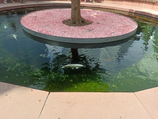 IMG_20210901_115625.jpg IMG_20210901_115625.jpg