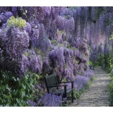 глициния.jpg глициния.jpg