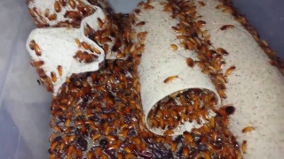 тараканы_3.jpg тараканы_3.jpg