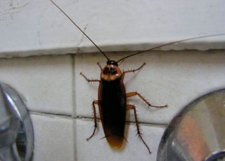 тараканы_4.jpg тараканы_4.jpg