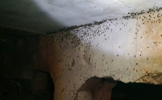 тараканы_5.jpg тараканы_5.jpg