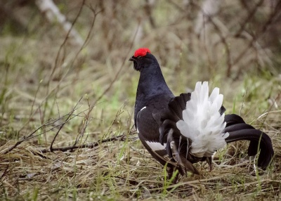 ajr0inM8sEU.jpg ajr0inM8sEU.jpg