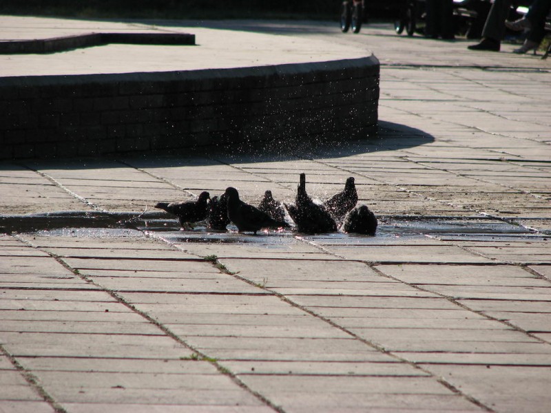 голуби пользуют водяное охлаждение