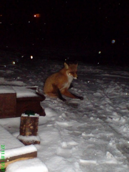 Лиса в Сарове. © Ra.