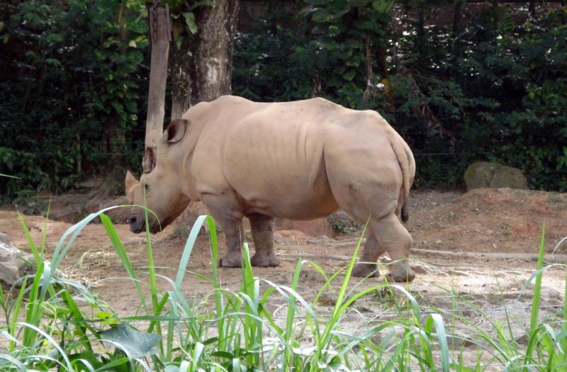 0516 Это явно носорог