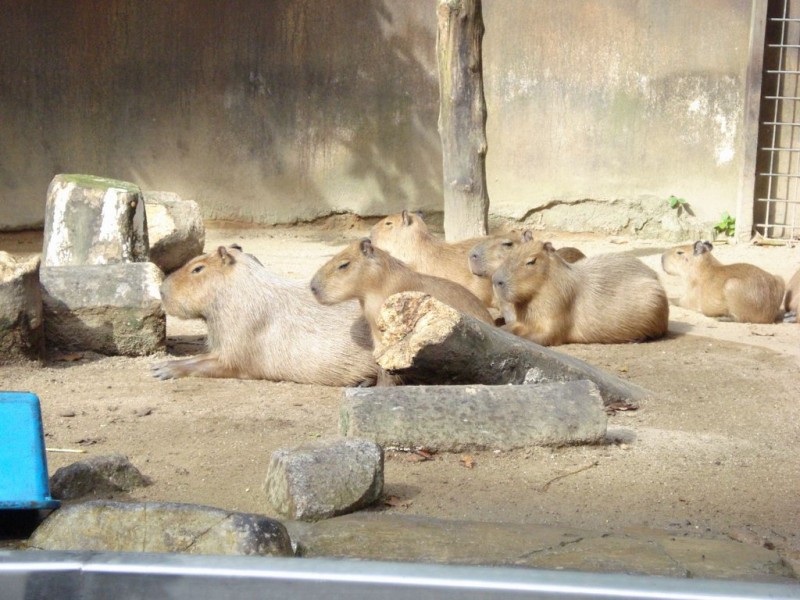 0512 Капибара – самый большой на свете грызун