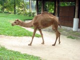 0511 Верблюжонок-дромадер