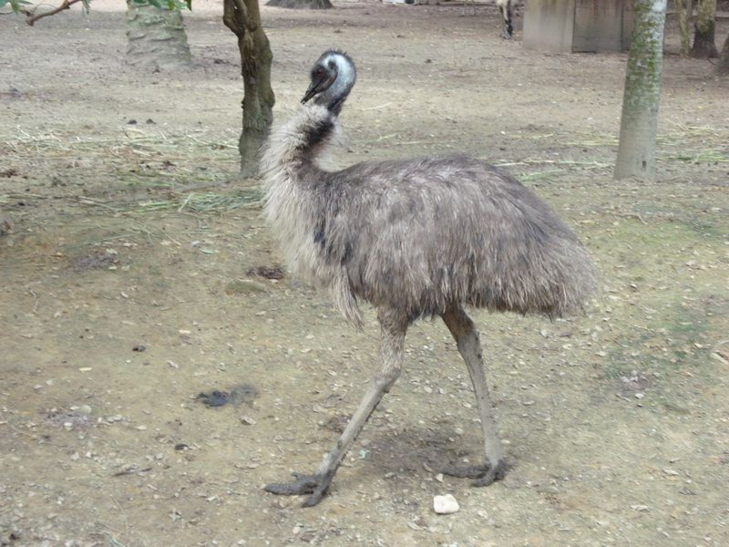 0508 похоже, это нанду